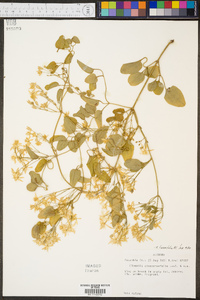 Clematis terniflora image