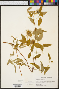 Clematis crispa image