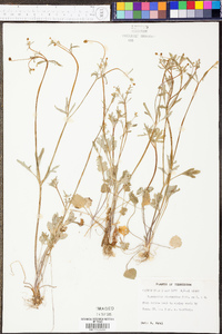 Ranunculus micranthus image