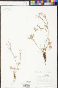 Ranunculus micranthus image