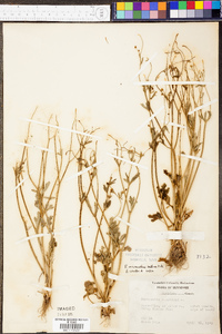 Ranunculus micranthus image