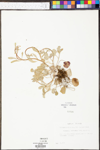 Ranunculus micranthus image