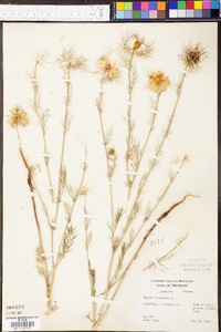 Nigella damascena image