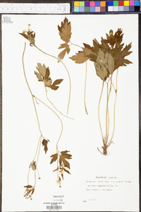 Ranunculus septentrionalis image