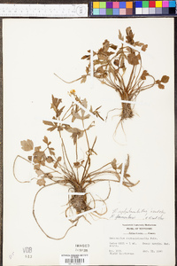 Ranunculus septentrionalis image