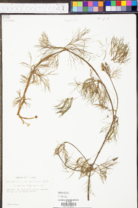 Ranunculus flabellaris image