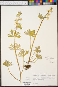 Delphinium tricorne image