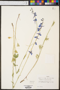 Delphinium carolinianum image