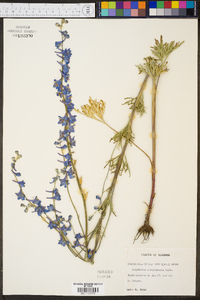 Delphinium carolinianum image