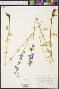 Delphinium carolinianum image