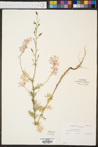 Delphinium ajacis image