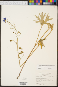 Delphinium alabamicum image