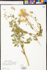 Thalictrum dasycarpum image