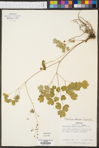 Thalictrum dioicum image