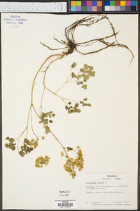 Thalictrum dioicum image