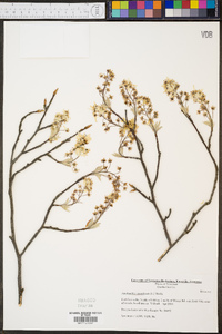 Amelanchier canadensis image