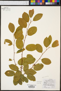 Amelanchier laevis image