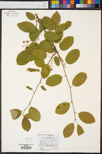 Amelanchier laevis image