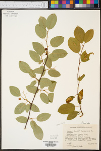 Amelanchier laevis image