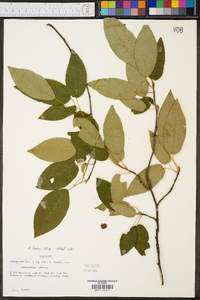 Amelanchier laevis image