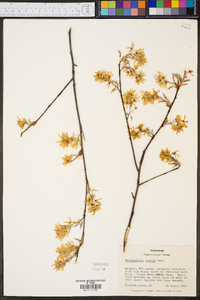 Amelanchier laevis image