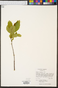 Rhamnus alnifolia image