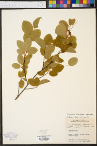 Amelanchier spicata image