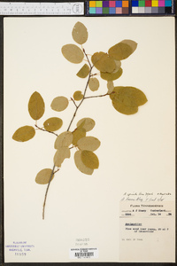 Amelanchier spicata image