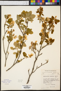 Amelanchier sanguinea image