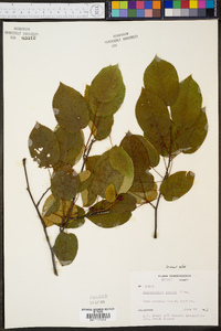 Amelanchier laevis image