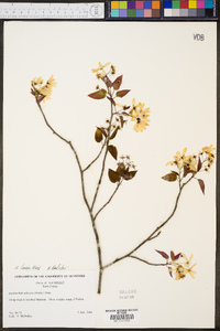 Amelanchier laevis image