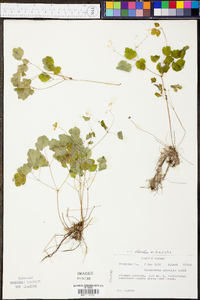 Thalictrum clavatum image