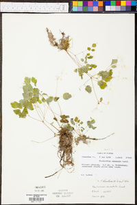 Thalictrum clavatum image