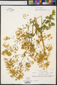 Thalictrum amphibolum image