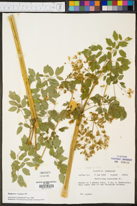 Thalictrum amphibolum image