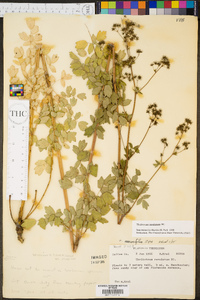 Thalictrum amphibolum image