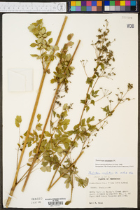 Thalictrum amphibolum image