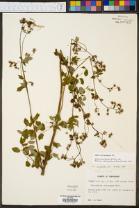 Thalictrum amphibolum image