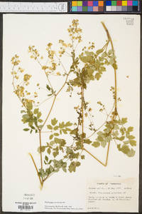 Thalictrum amphibolum image