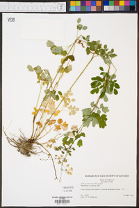 Thalictrum amphibolum image