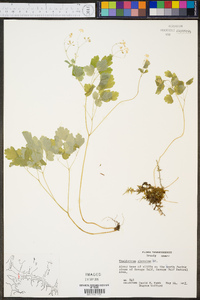 Thalictrum clavatum image