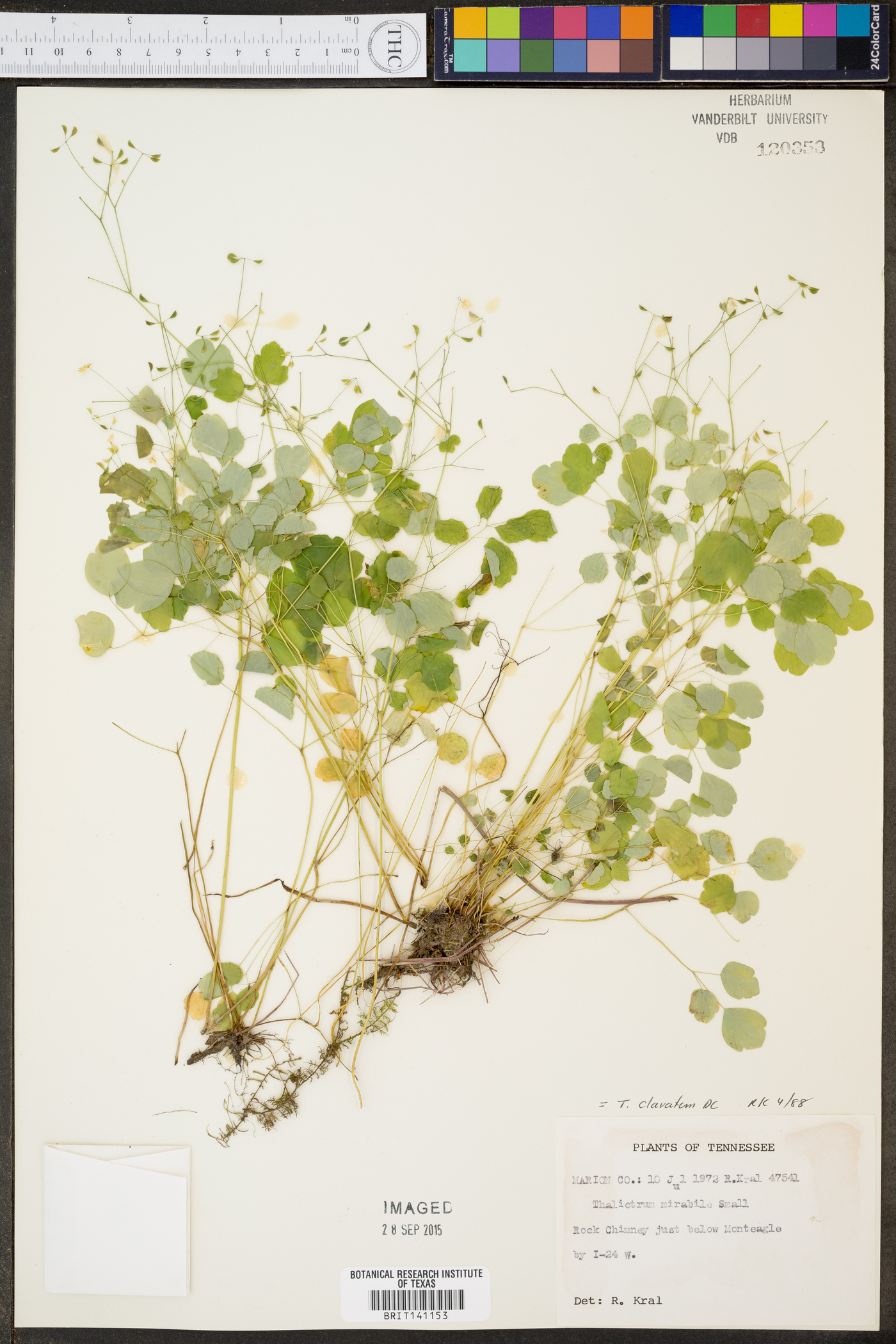 Thalictrum clavatum image