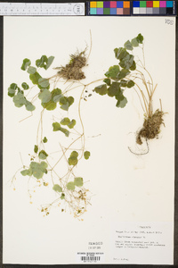 Thalictrum clavatum image