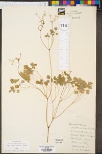 Thalictrum clavatum image