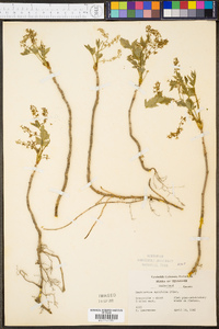 Xanthorhiza apiifolia image