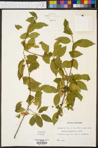 Rhamnus lanceolata image