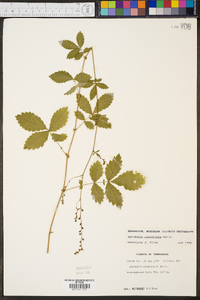 Agrimonia rostellata image
