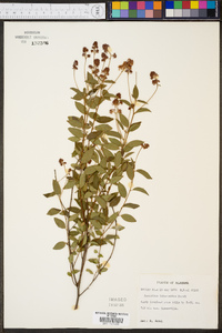 Ceanothus intermedius image