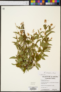 Ceanothus intermedius image