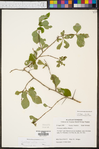 Crataegus uniflora image